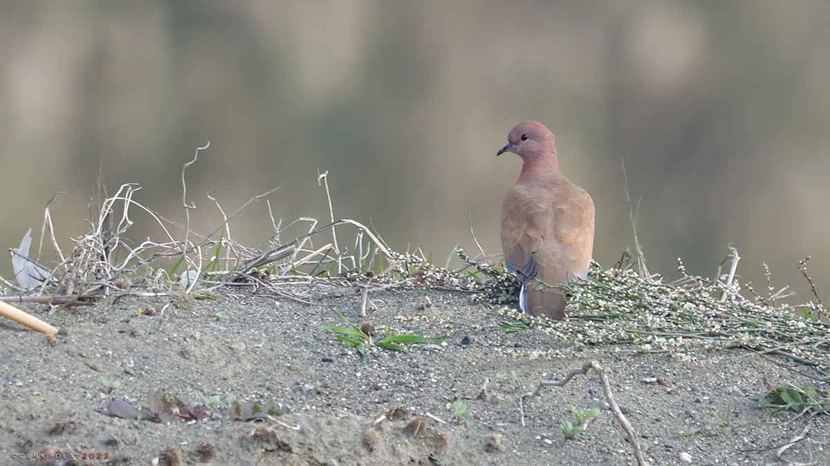 Laughing Dove